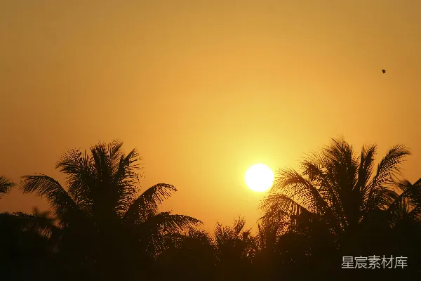 高清摄影 夕阳下的椰子树