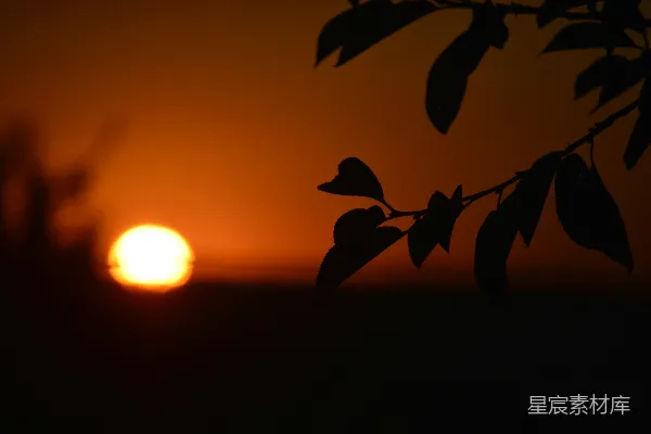 高清摄影 日落时的树叶剪影