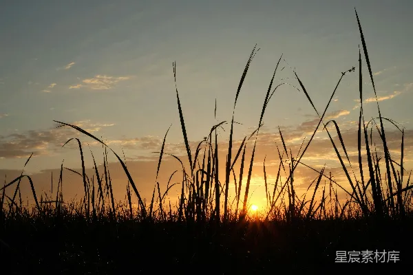 高清摄影 夕阳下的芦苇