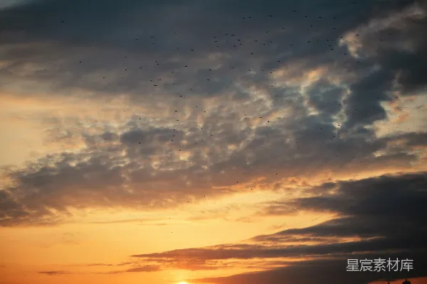 高清摄影 归巢的鸟群与夕阳