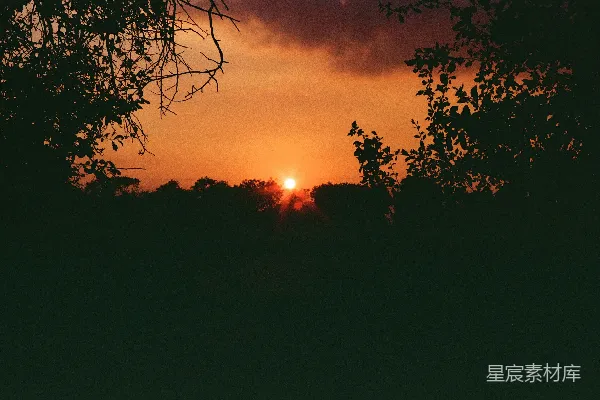 高清摄影 夕阳西下，树影婆娑