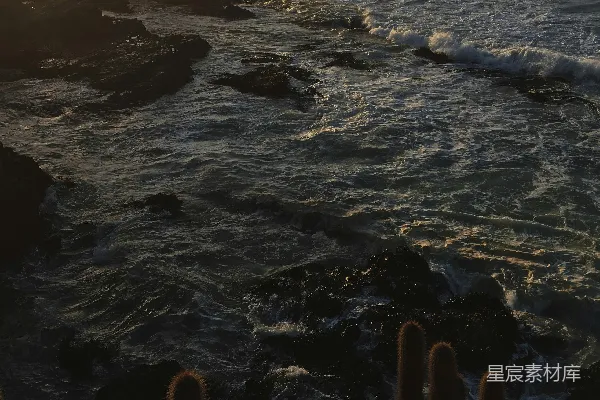 高清摄影 日落时分的海岸与仙人掌