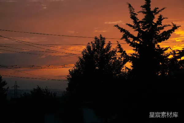 高清摄影 夕阳下的电线和树木剪影