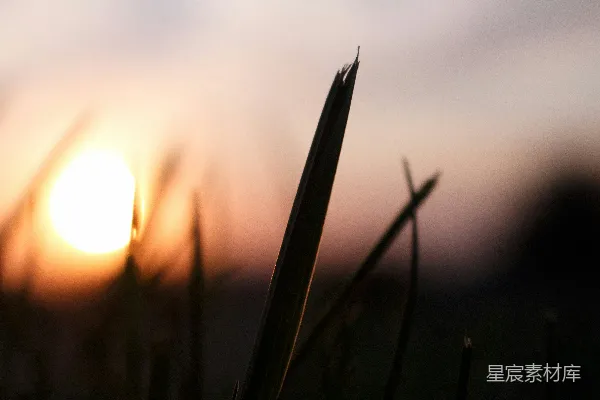 高清摄影 夕阳下的草尖