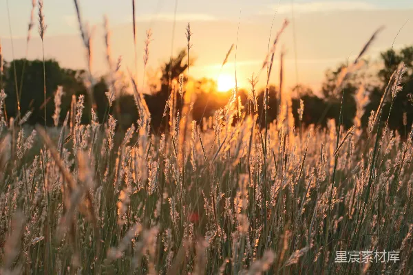 高清摄影 夕阳下的芦苇