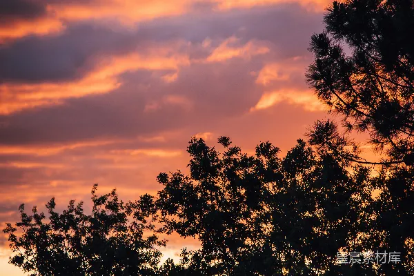 高清摄影 夕阳下的树梢