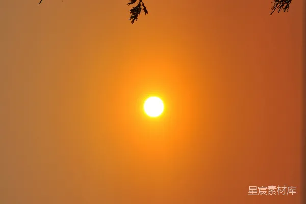 高清摄影 夕阳下的树影
