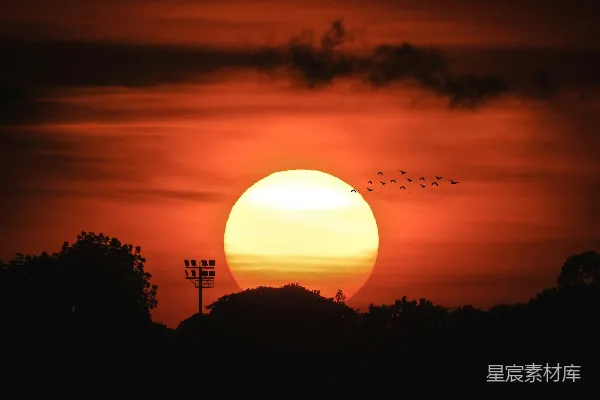 高清摄影 夕阳下的归巢鸟