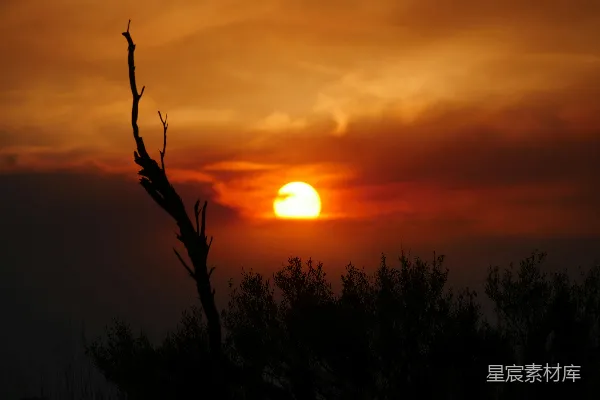 高清摄影 夕阳下的枯树剪影