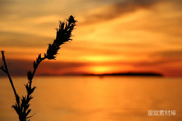 高清摄影 夕阳下的海景与植物剪影