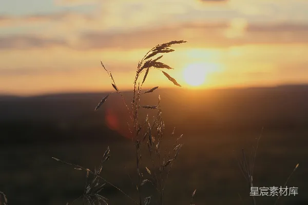 高清摄影 夕阳下的野草