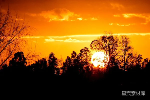 高清摄影 夕阳下的静谧森林