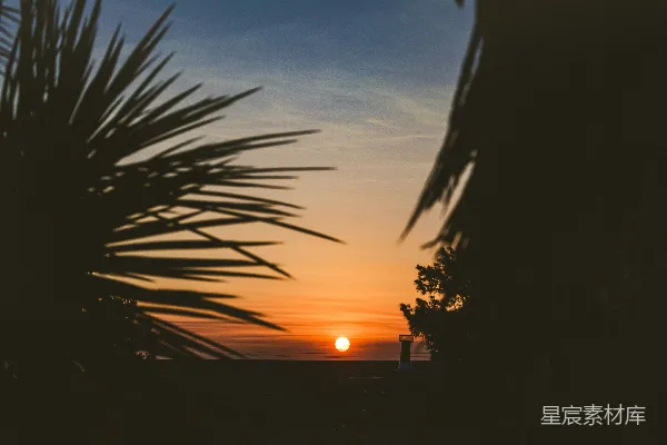 高清摄影 夕阳下的棕榈树剪影