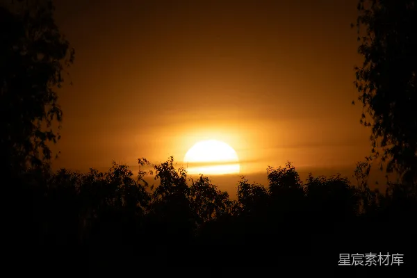高清摄影 夕阳西下，树影剪影