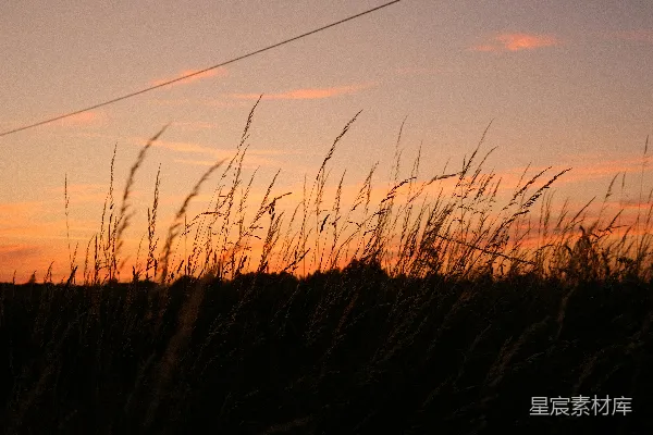 高清摄影 夕阳下的草丛