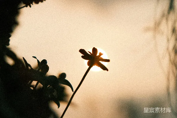 高清摄影 夕阳下的花朵剪影