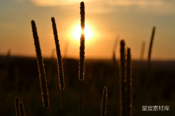 高清摄影 夕阳下的草丛剪影