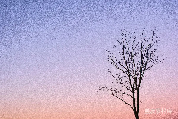 高清摄影 夕阳下的孤独树