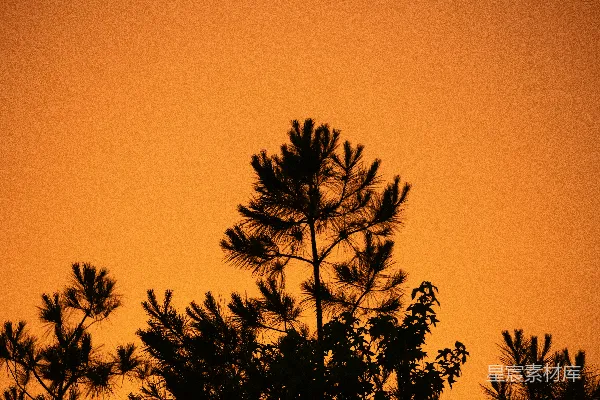 高清摄影 夕阳下的松树剪影