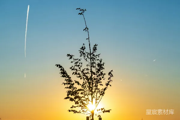 高清摄影 夕阳下的幼树剪影