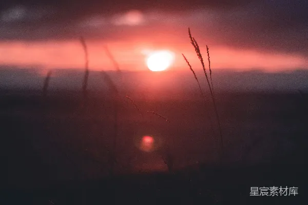 高清摄影 夕阳下的草丛