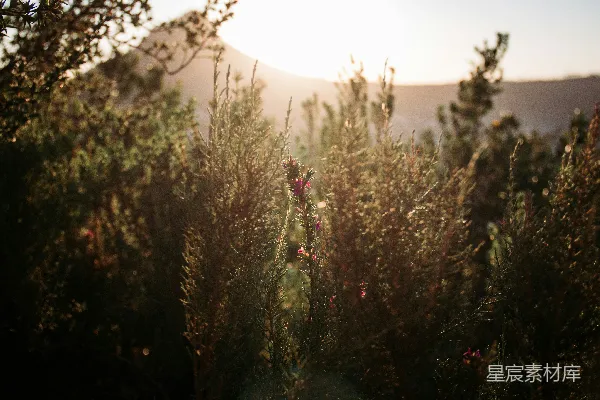 高清摄影 夕阳下的植物