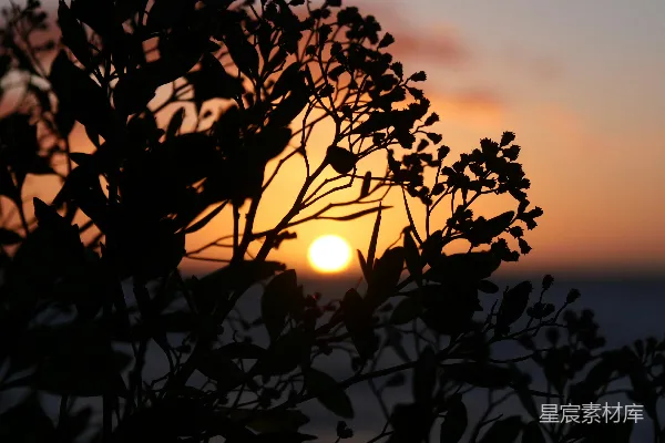 高清摄影 夕阳下的剪影植物