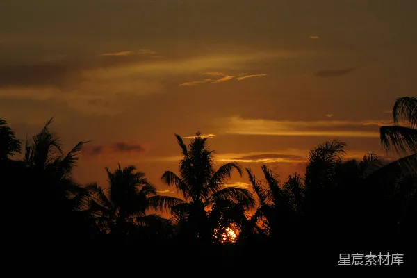 高清摄影 夕阳下的椰子树剪影