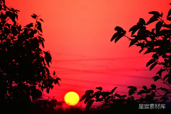 高清摄影 夕阳下的树影