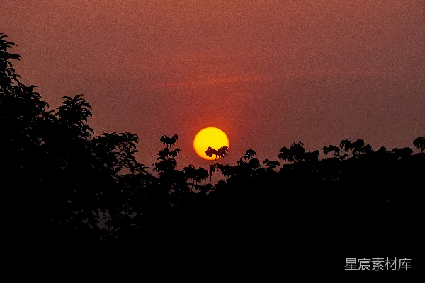 高清摄影 夕阳西下，树影剪影