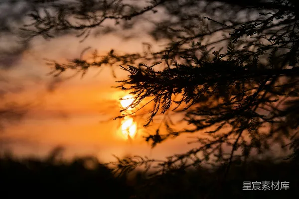 高清摄影 夕阳透过松枝