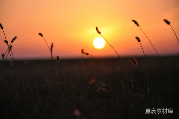 高清摄影 夕阳下的草