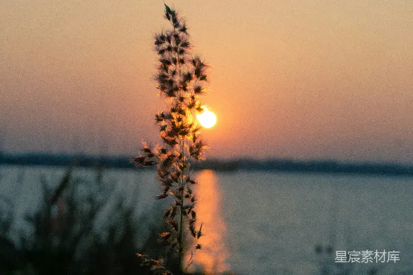 高清摄影 夕阳下的芦苇