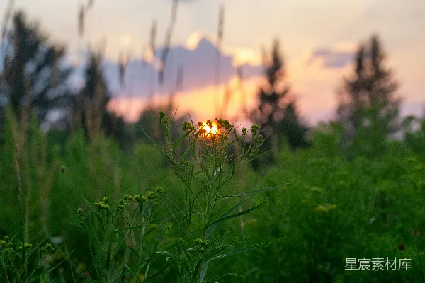 高清摄影 夕阳下的野花