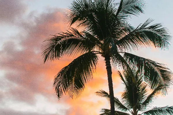 高清摄影 日落时分的椰子树剪影