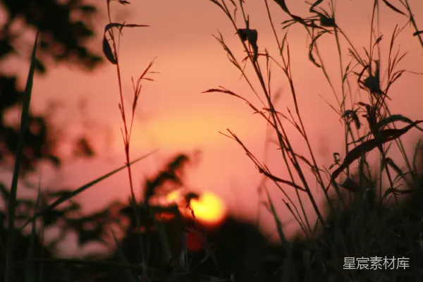 高清摄影 夕阳下的草丛