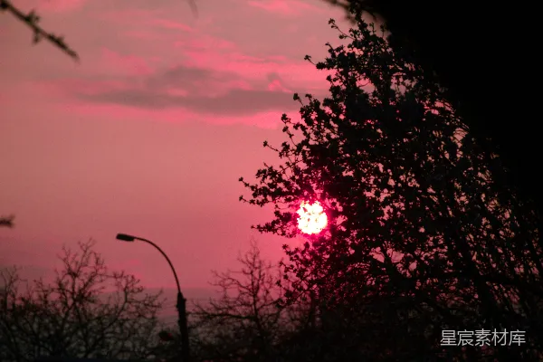 高清摄影 夕阳透过树木的剪影