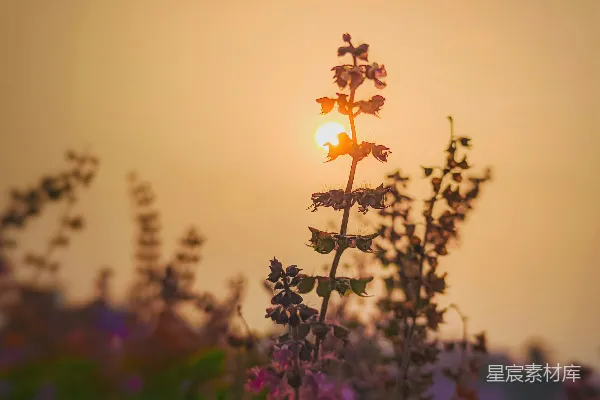 高清摄影 夕阳下的花草