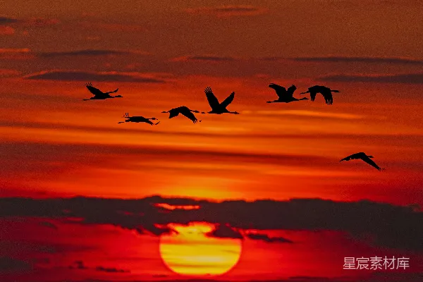高清摄影 夕阳下的飞鸟剪影