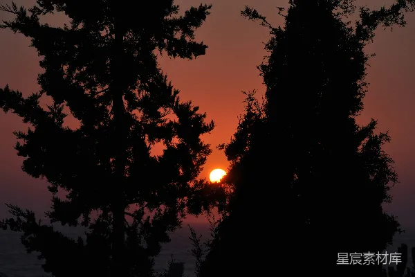 高清摄影 夕阳透过松树的剪影