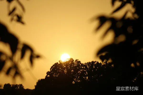 高清摄影 夕阳透过树叶