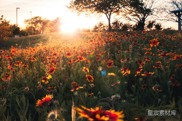 高清摄影 夕阳下的野花田