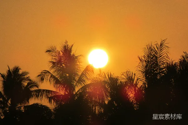 高清摄影 夕阳下的椰子树