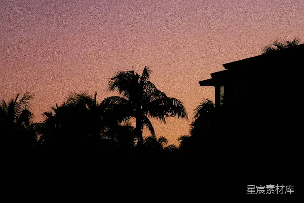 高清摄影 夕阳下的棕榈树剪影