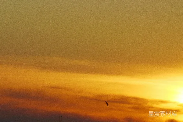 高清摄影 夕阳余晖中的鸟影