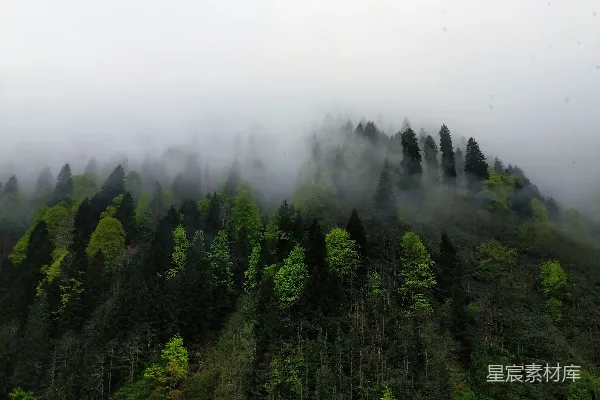 高清摄影 雾中森林