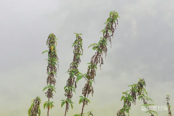 高清摄影 雾中植物