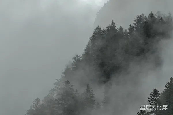 高清摄影 雾中森林
