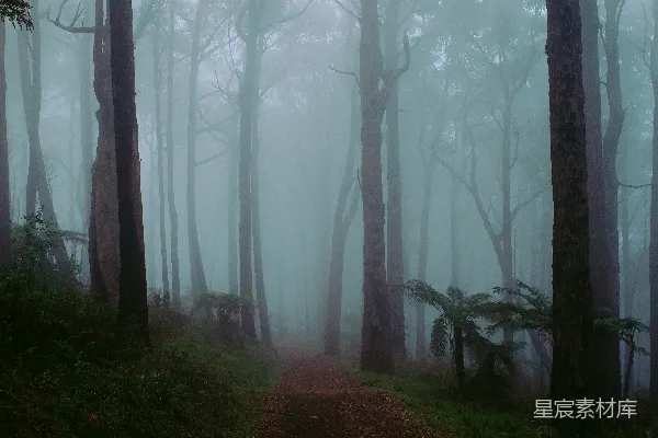 高清摄影 雾中的森林小径