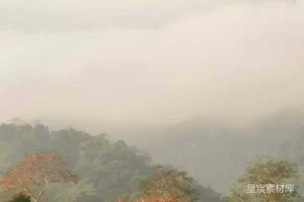 高清摄影 雾中的热带雨林